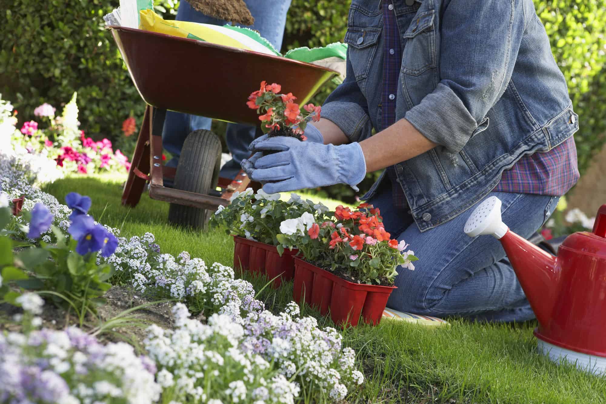  garden maintenance