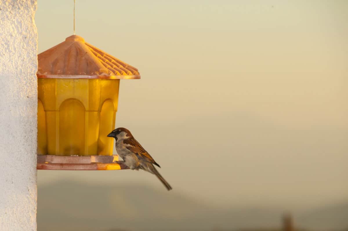 Alone Sparrow with feeder, text free space