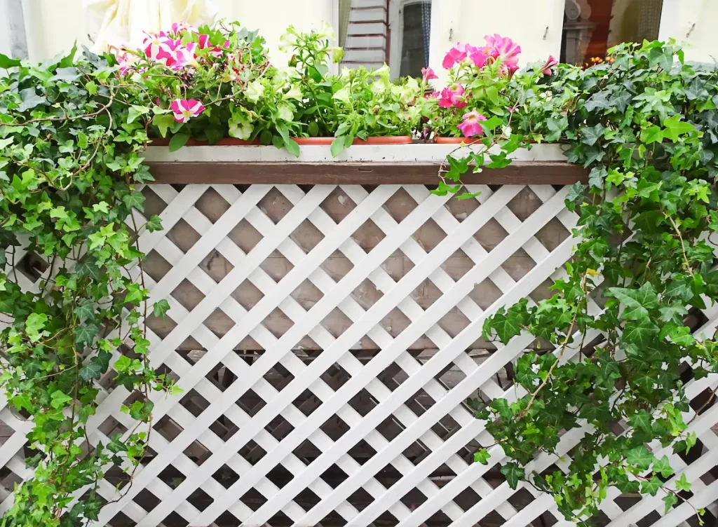 Unwanted ivy coming over a white lattice fencing.