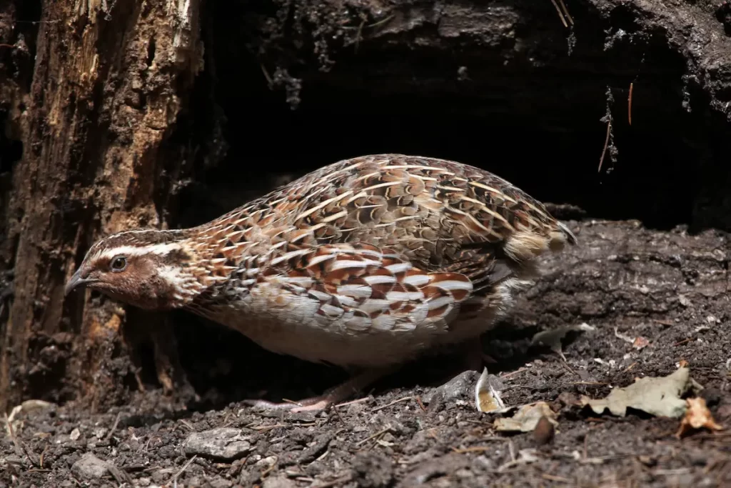 Close up of Quail at bottom of tree in as an example to keep Quail out of your garden.