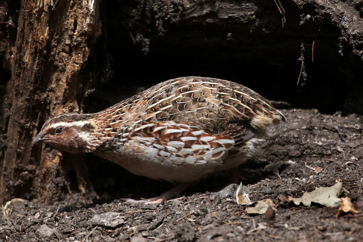 Close up of Quail at bottom of tree in garden