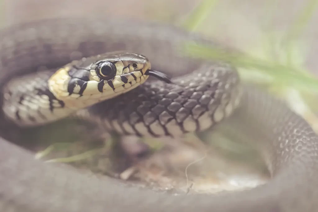 Grass snake or Natrix natrix curled up with tongue out close up