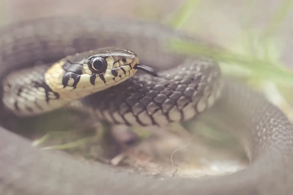 Grass snakes or Natrix natrix curled up with tongue out close up as an example of type for bleach to remove snakes.