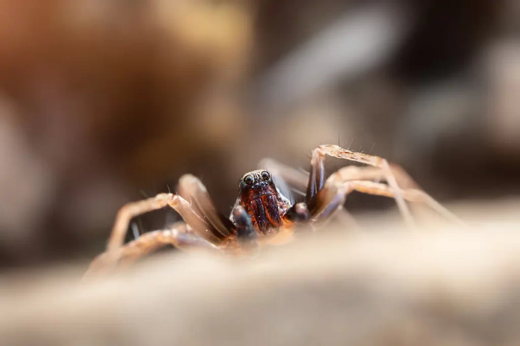 close up of spider with blurry background