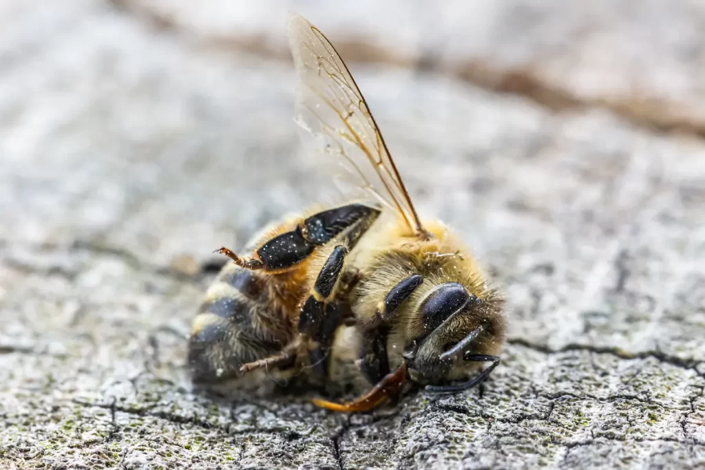 Close up of dead bee on wood for info post answering question of the relationship between bleach and bees.