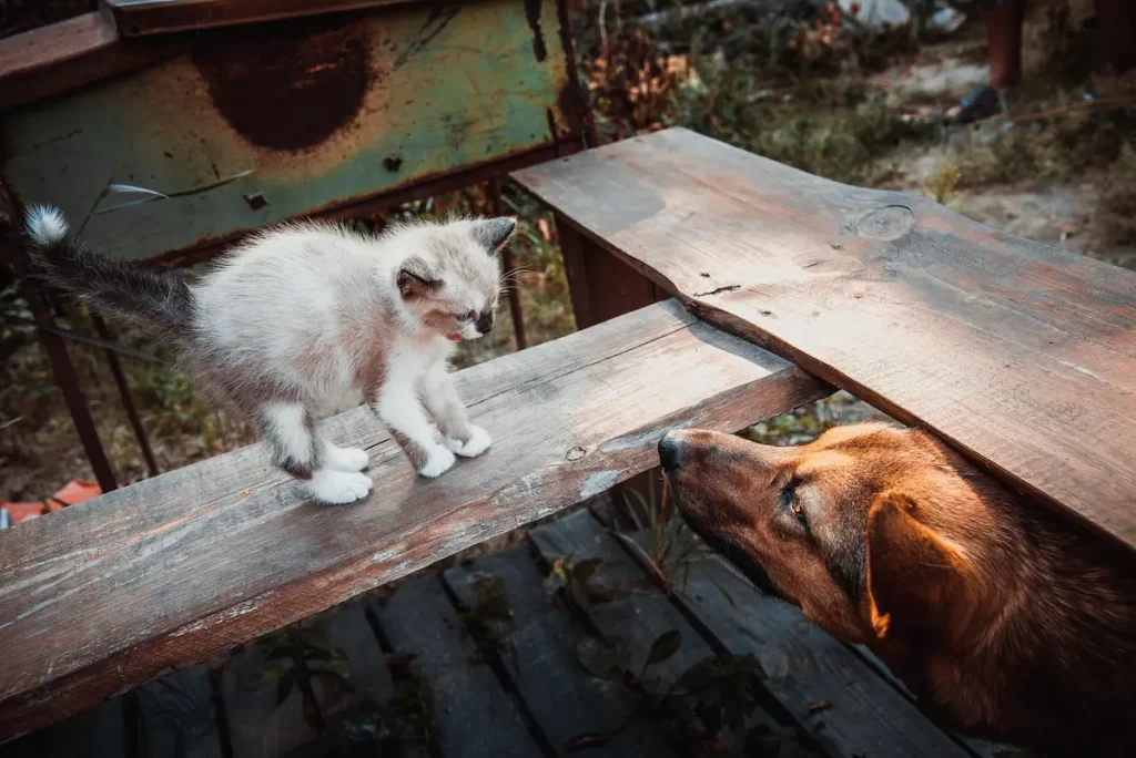 Cats and dog stare at each other in backyard deck at different heights