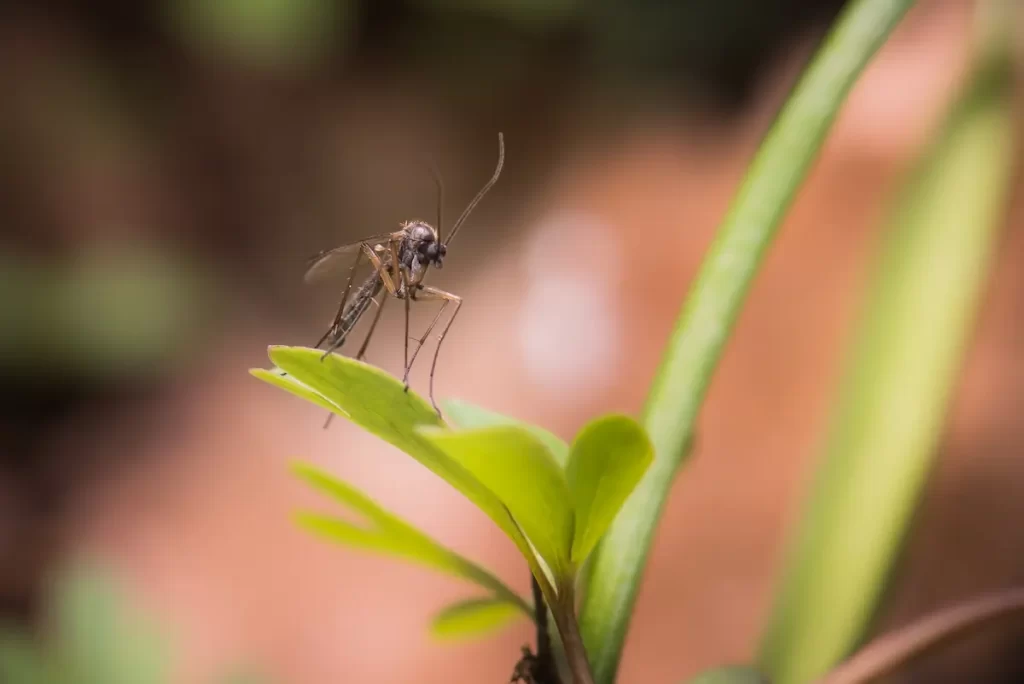 Closeup of Mosquitoes on a leaf with blurry background.  Mosquitoes herbivores or omnivores example.