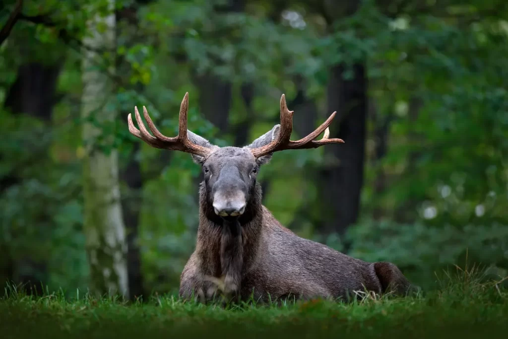 Close up of moose lying on grass to see if moose come out in the rain