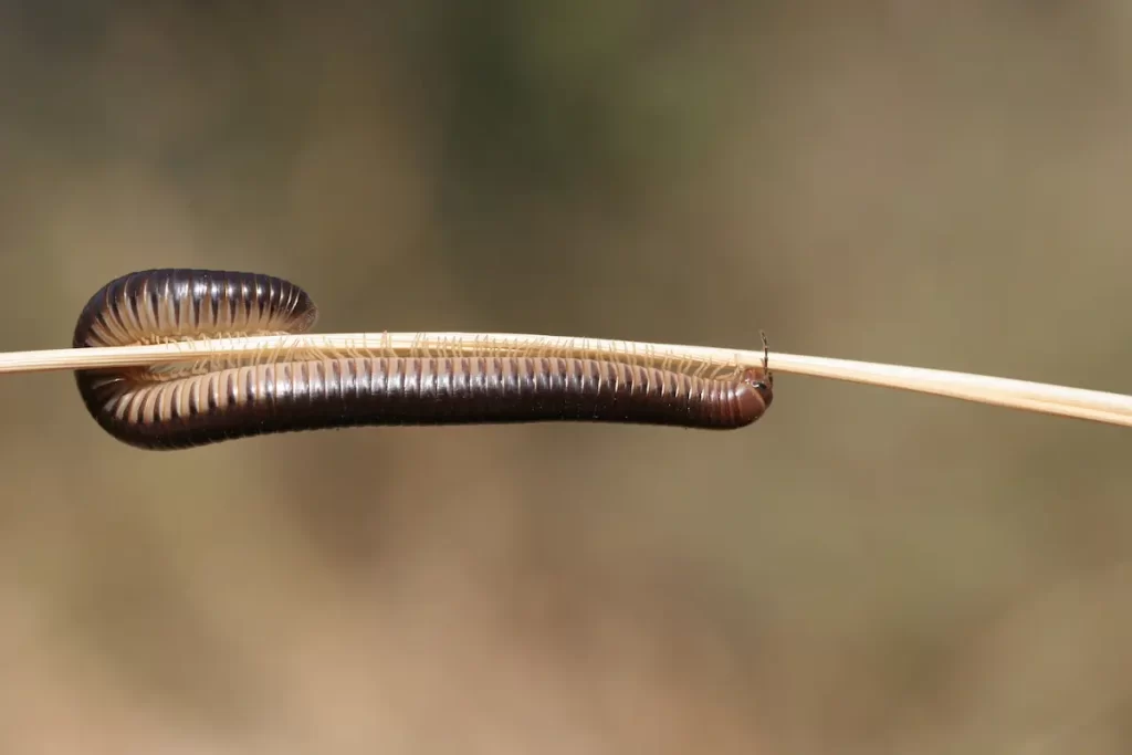 Close up of Millipedes upside on small thin branch with blurry background