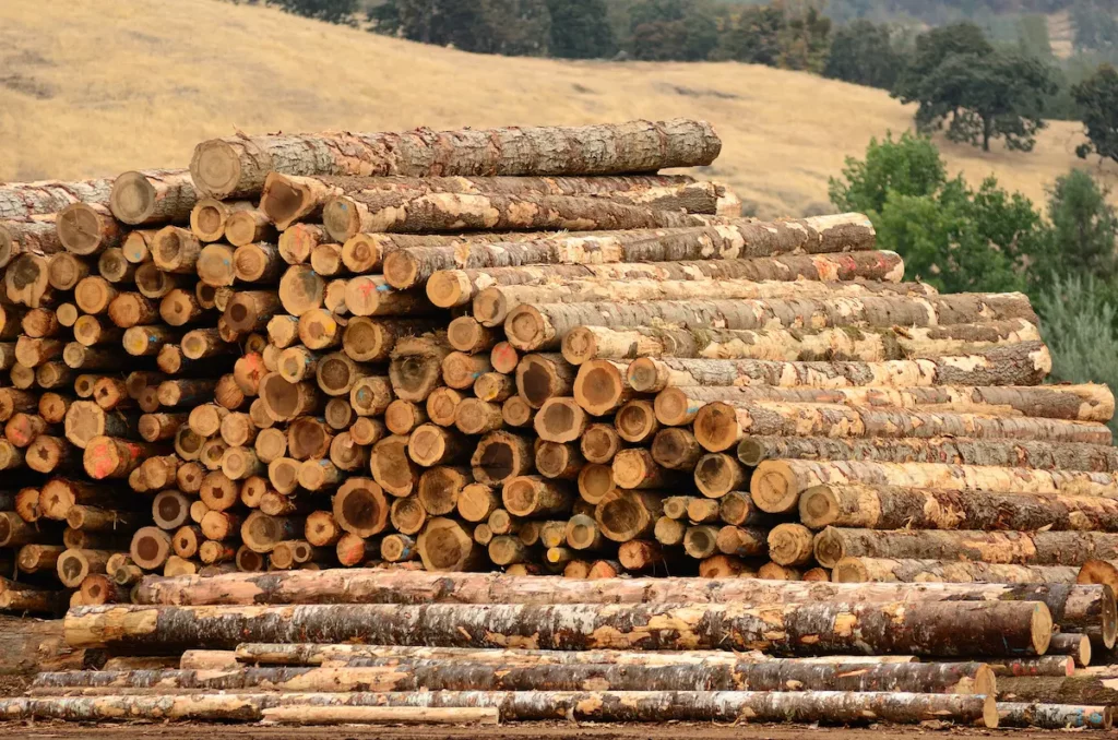 Douglas fir and cedar logs stacked in log yard for comparison of douglas fir or cedar for a pergola.