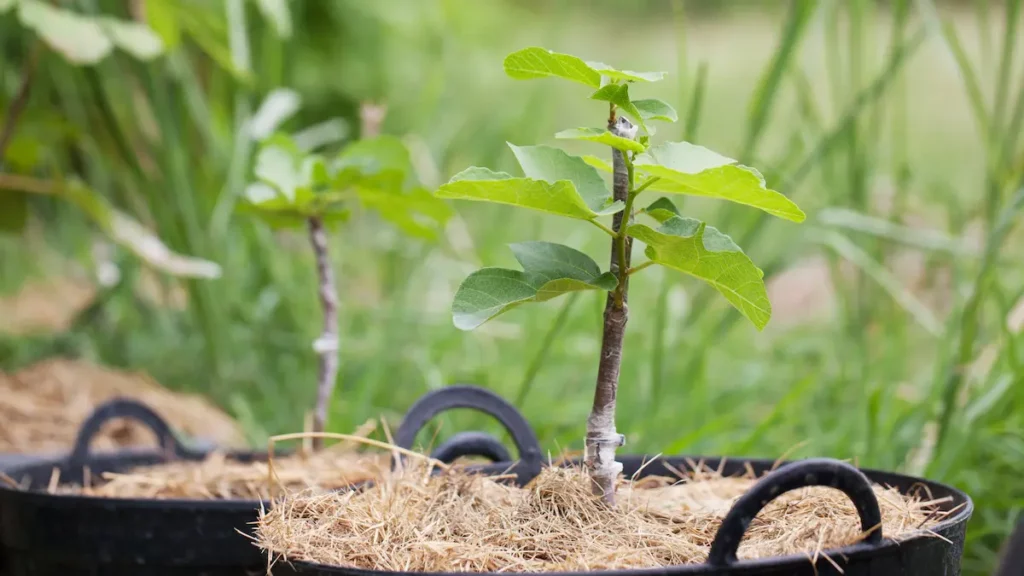 Figs tree grafting showing organic mulch for fig trees.