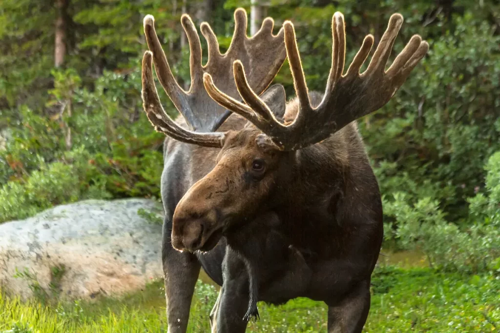 Close up of large moose looking off to the side showing the size difference between moose and humans.