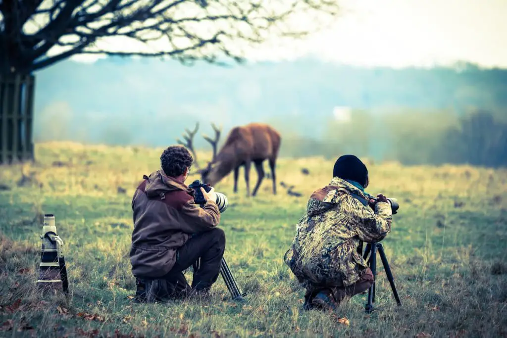 wildlife photographers up close to wildlife in field