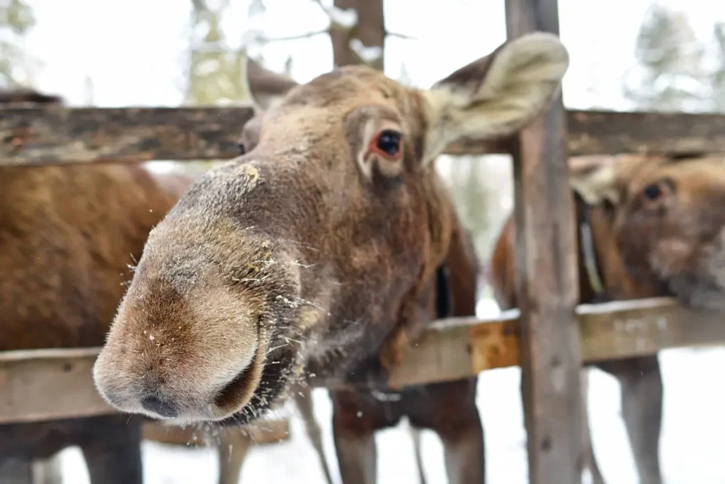 A moose behind a wooden fence sticking head through hole.  Seeing this wondering the cost of owning a moose.