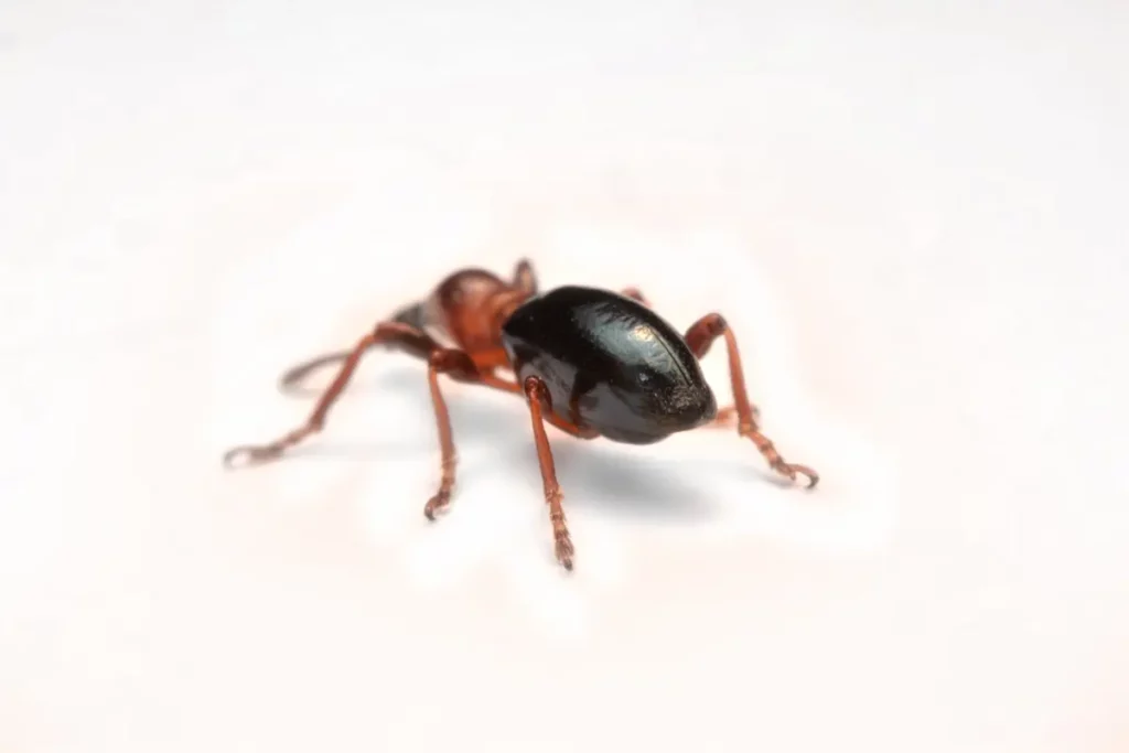 Acorn Weevil Beetle