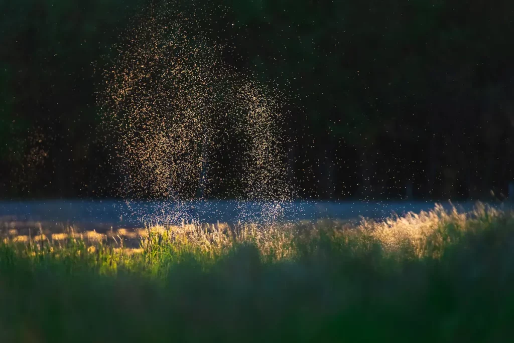 swarm of Mosquitoes in Alaska near still water