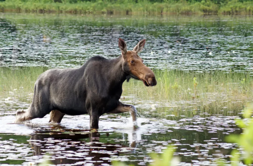 moose running in water
