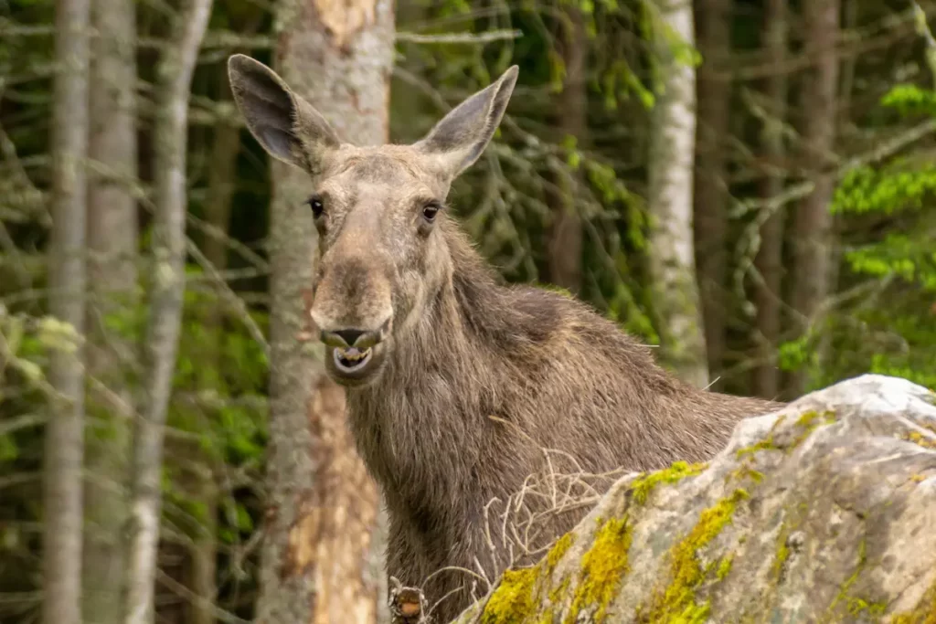 moose with open mouth showing teeth