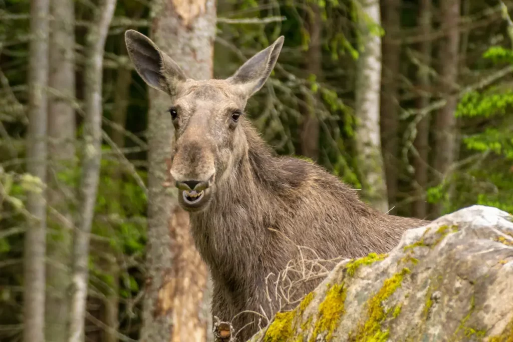 Moose with open mouth showing teeth adding to the riding a moose challenges.