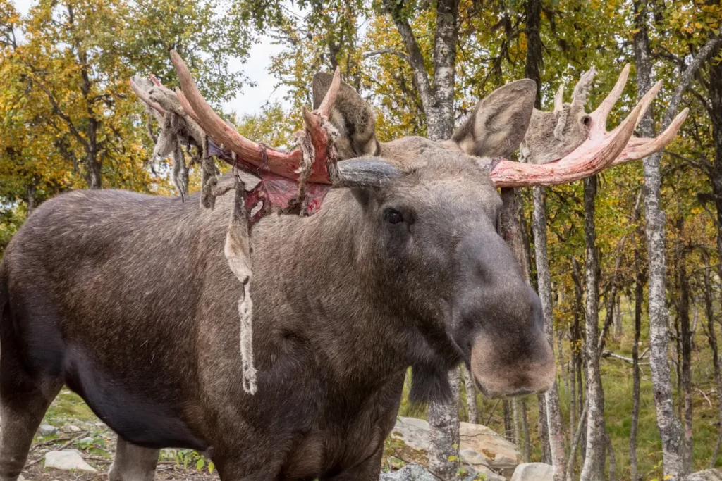 Example of moose antler velvet shedding while in the forrest.