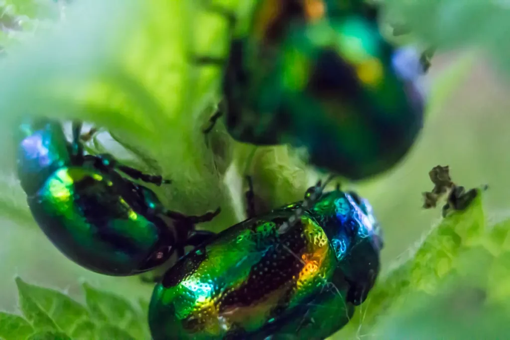 Dogbane Beetles clustered on leaf