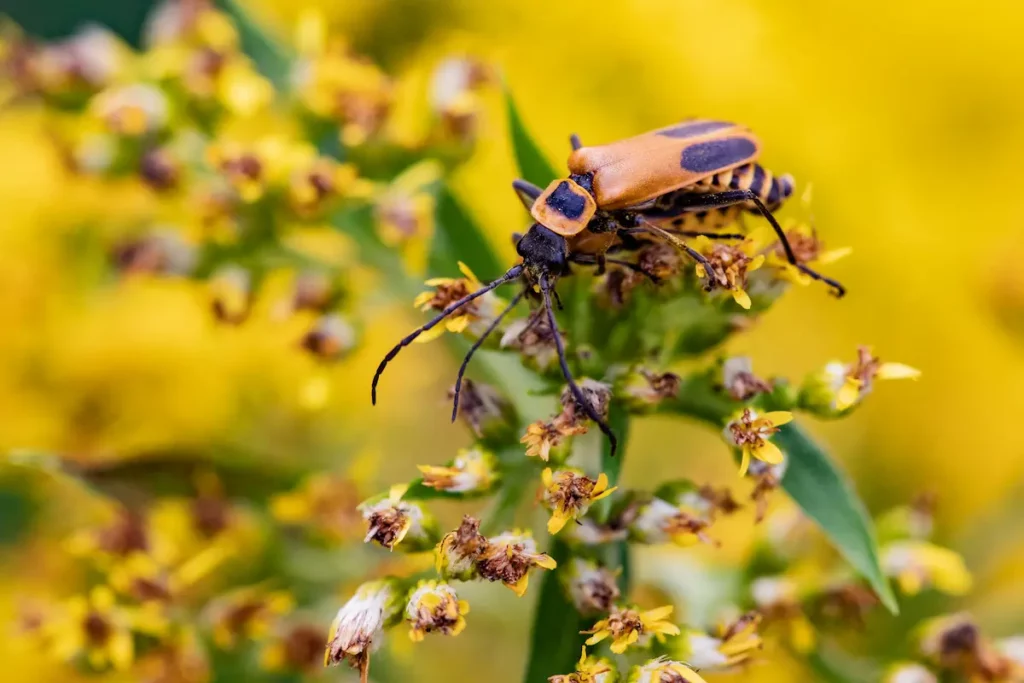 Goldenrod Soldier Beetle