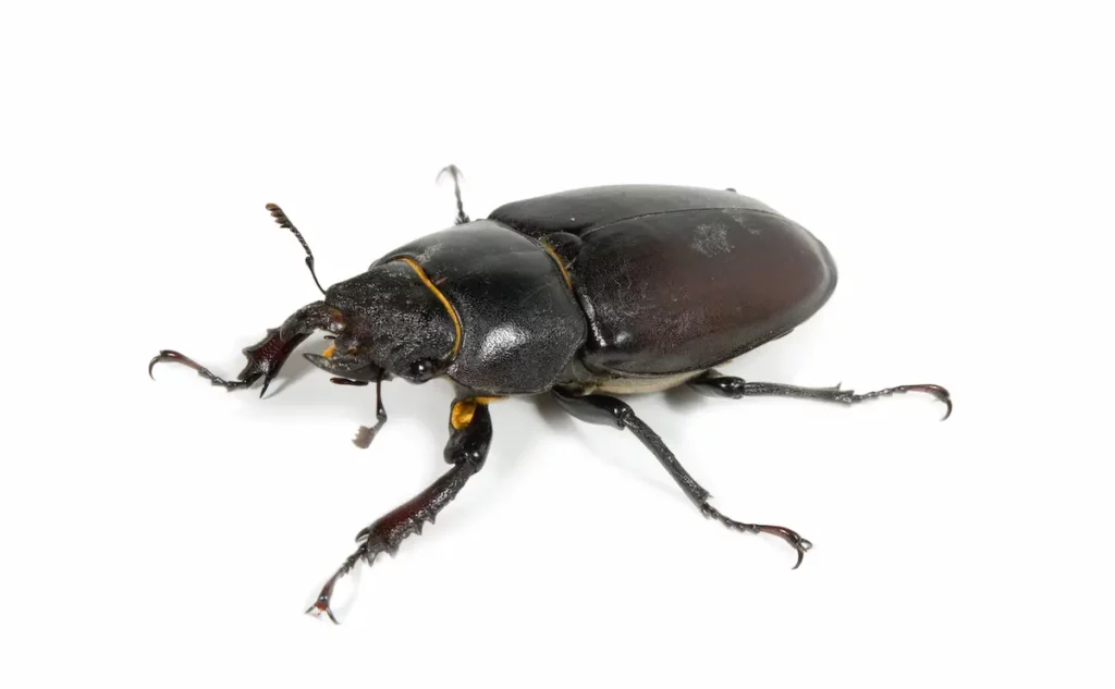 Stag Beetle