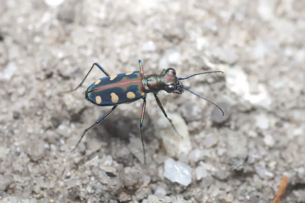 Tiger Beetle