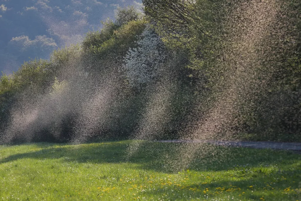 Many swarms of mosquitoes in the back light showing some worst mosquito hotspots.  