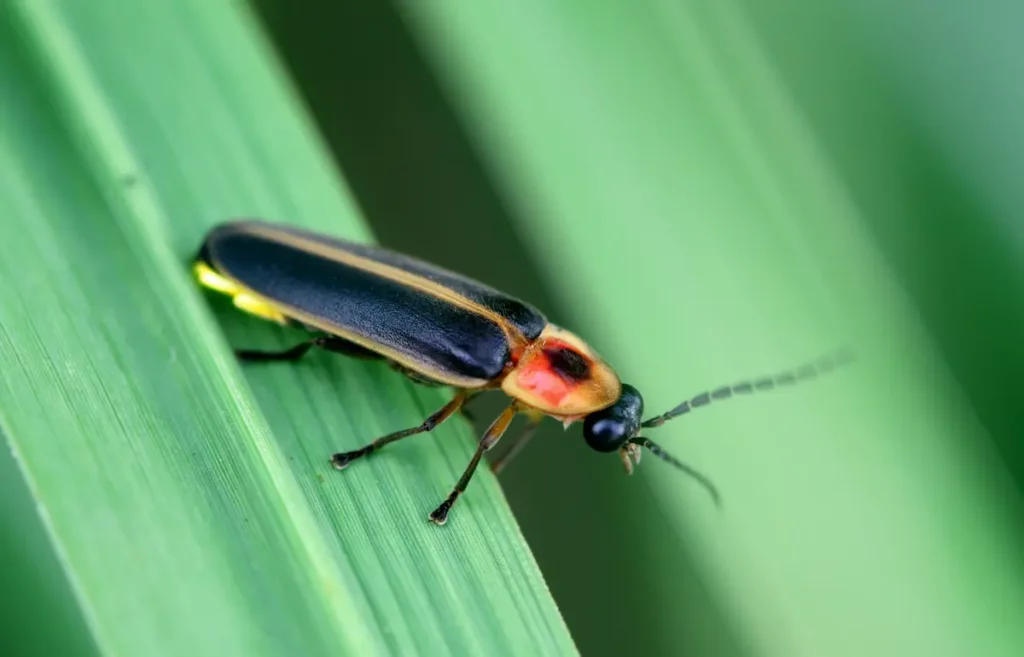 firefly beetle still on leaf