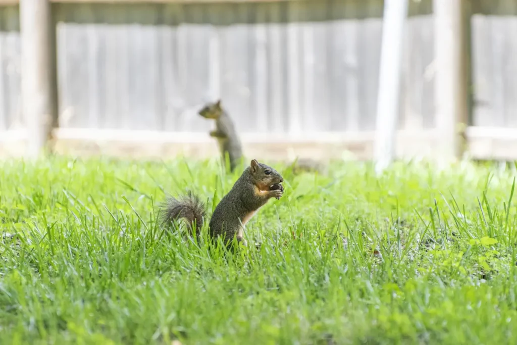 two squirrels standing in backyard grass