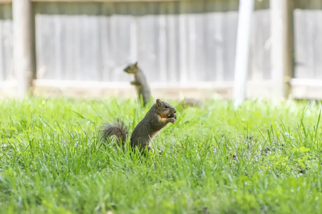 Two squirrels standing in backyard grass showing a need for a squirrel repellent.