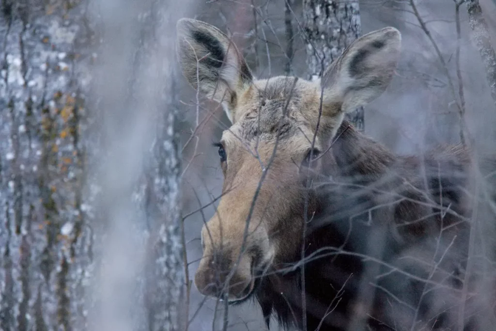 Up close shot of moose near trees examining if riding a moose is possible.