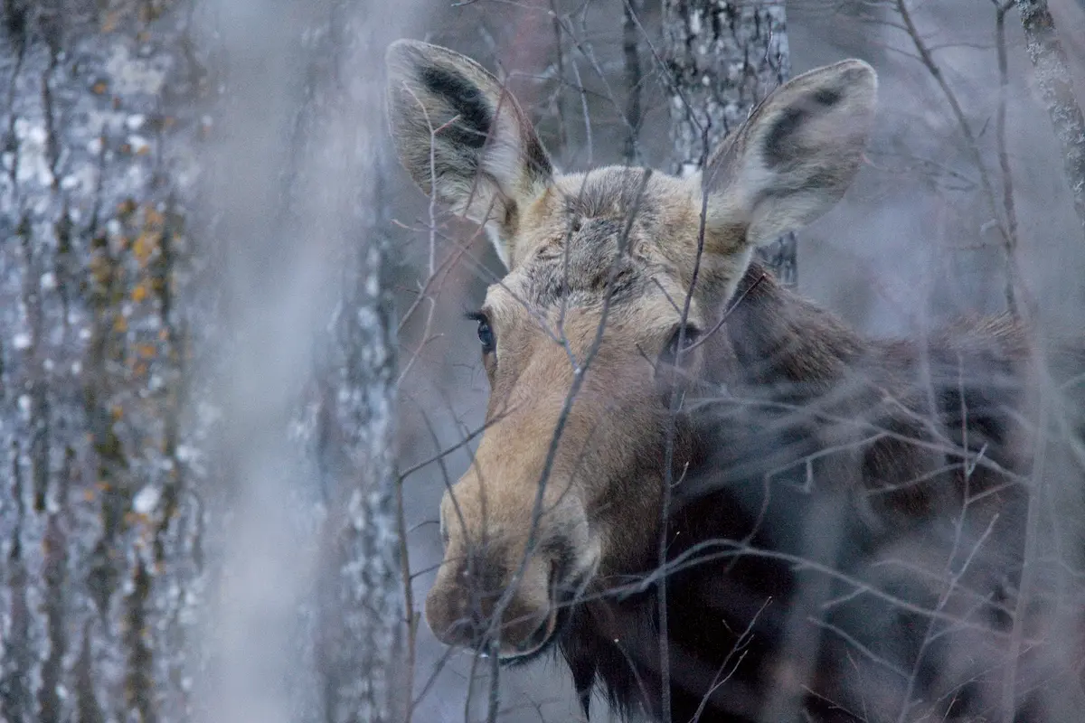 up close shot of moose near trees
