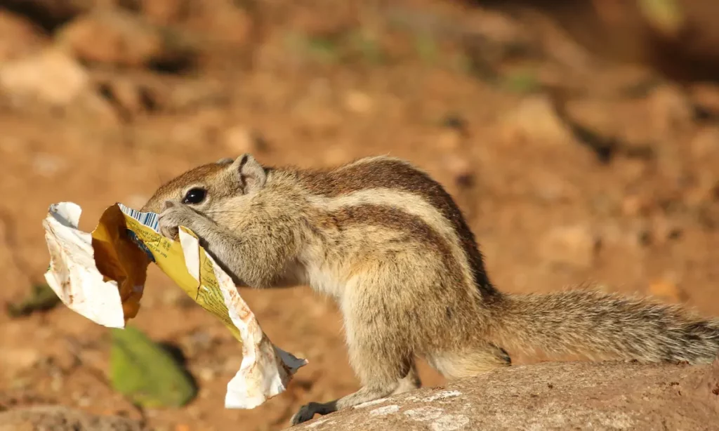 squirrel eating chocolate out of wrapper