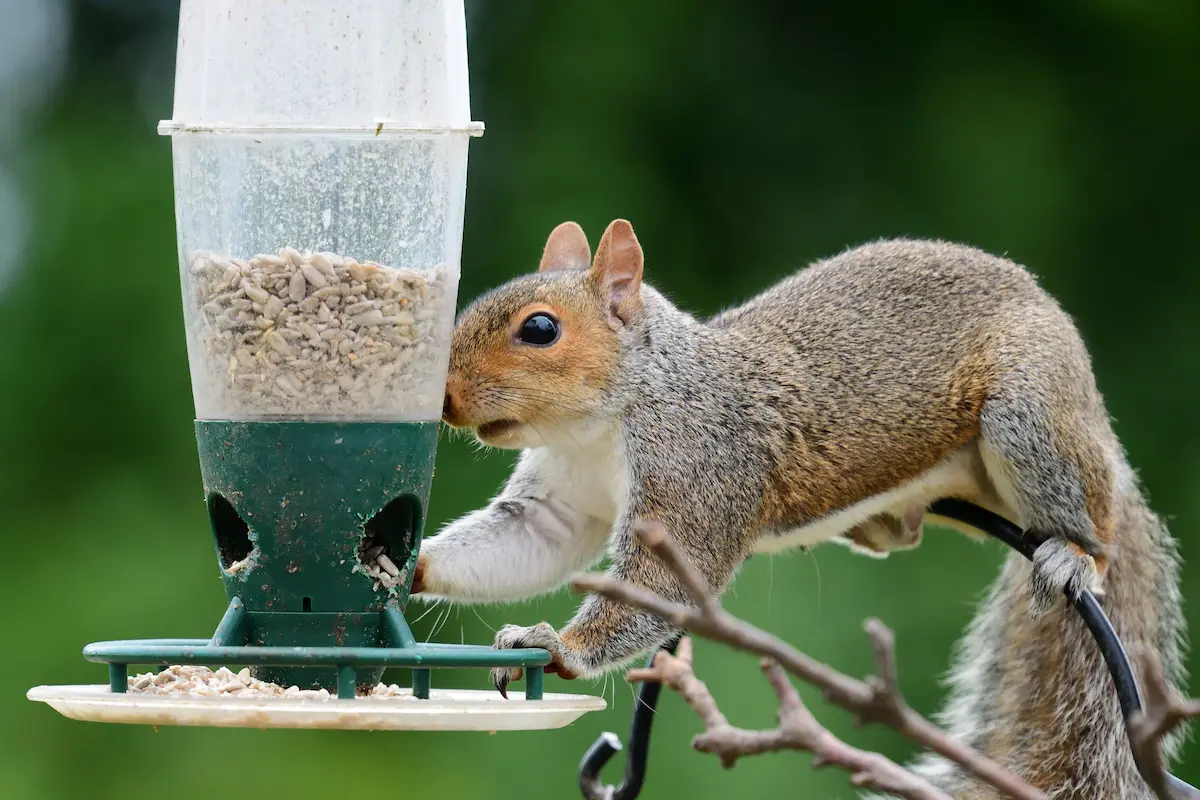 squirrel eating out of feeder
