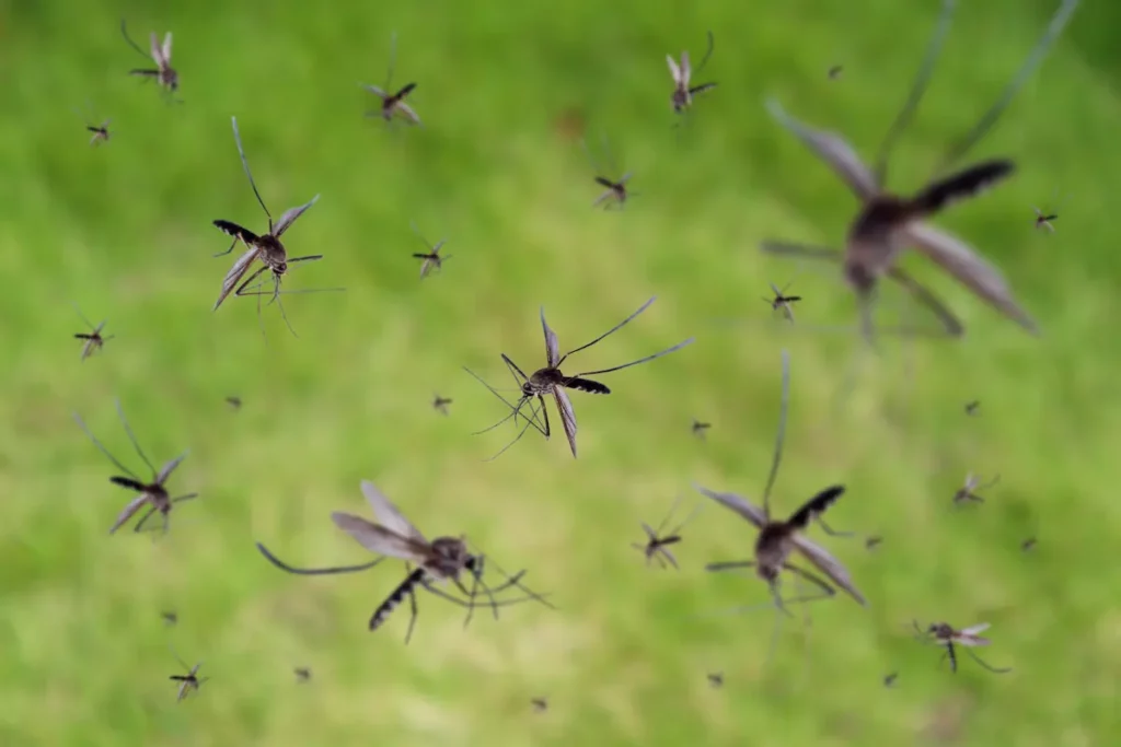 Mosquito Swarm close up showing the need to eliminate mosquito larvae.