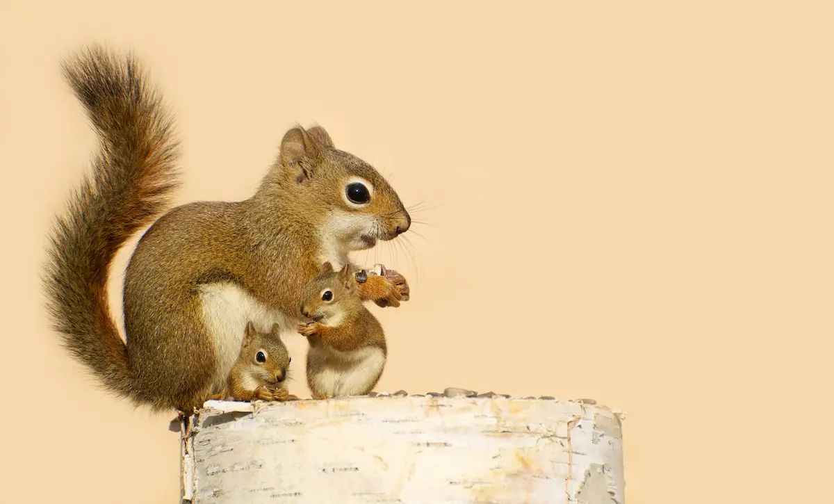 Squirrel babies with their mother