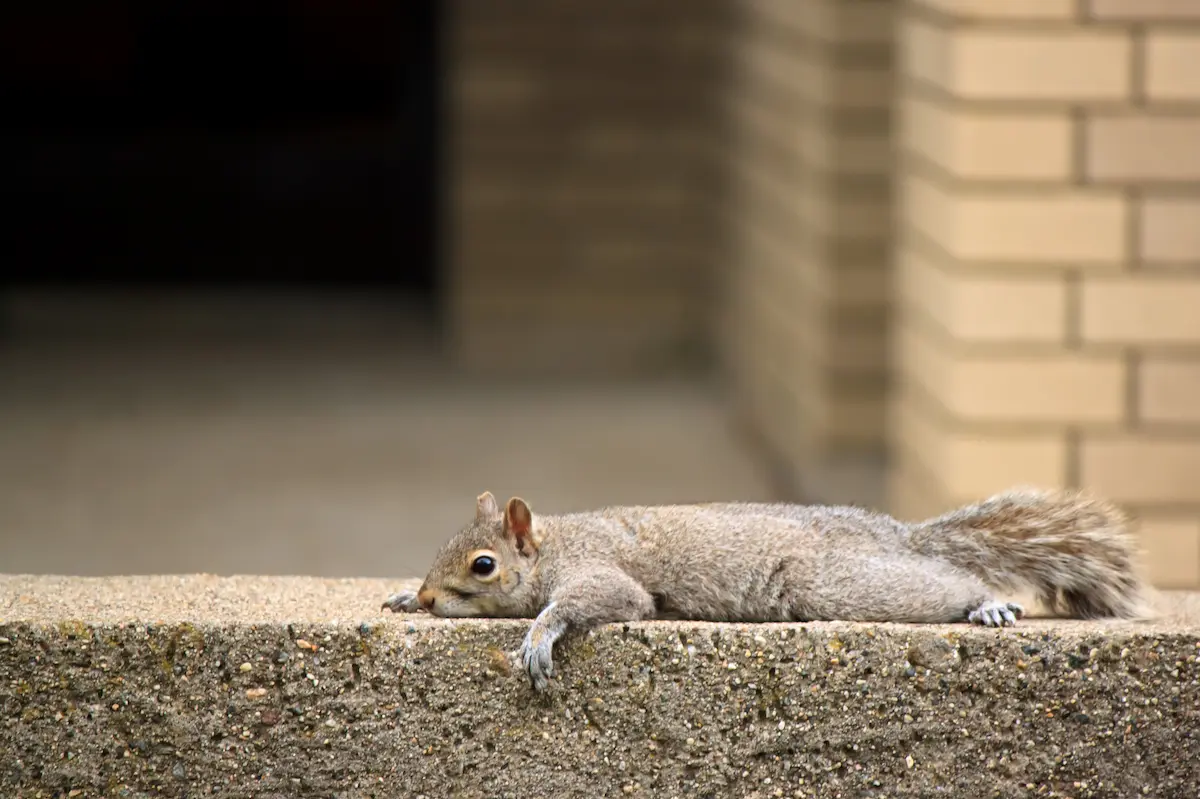squirrel resting and sleeping on concrete ledge