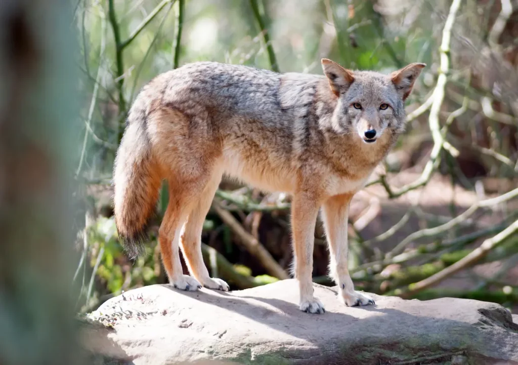 Wild Coyote standing on rock near backyard outdoor life